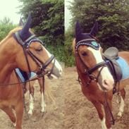 Anden særlig race Take That A