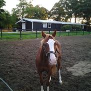 Anden særlig race Take That A