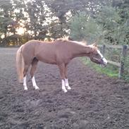 Anden særlig race Take That A