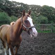 Anden særlig race Take That A