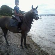 Anden særlig race Vinur