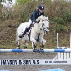 Irsk Sportspony Lancelot