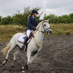 Irsk Sportspony Lancelot