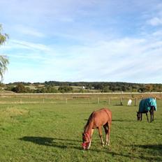 Anden særlig race Antos Lucky Bellissima