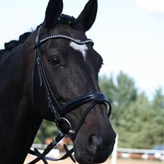 Dansk Varmblod Nicolas Stidsholt