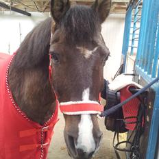 Anden særlig race Santos ¤rideskolepony¤