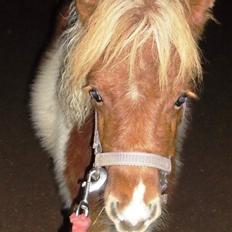 Shetlænder Baks Cajsa