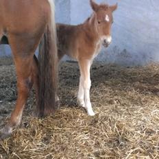 Anden særlig race Smilla