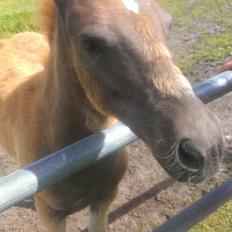 Anden særlig race Smilla