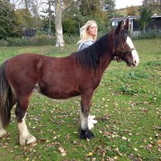 Tinker Aasgaard's Mac. O' Connor