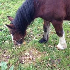 Tinker Aasgaard's Mac. O' Connor