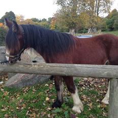 Tinker Aasgaard's Mac. O' Connor