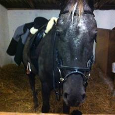 Knabstrupper Lykkens Stravinsky