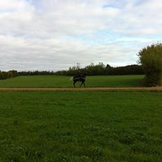 Knabstrupper Lykkens Stravinsky