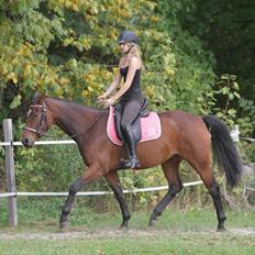 Tysk Oldenburger Gørklintgårds Wilaya