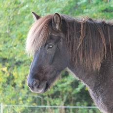 Islænder Sindri frá Ólafsvöllum