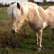 Islænder Fjosi fra midgård