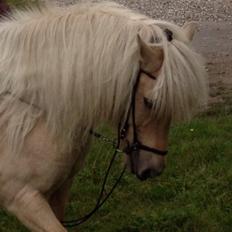 Islænder Fjosi fra midgård