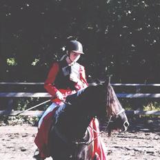 Irish Cob Sir charles