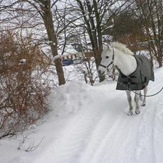 Anden særlig race Silja