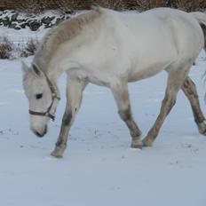 Anden særlig race Silja