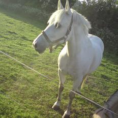 Anden særlig race Silja