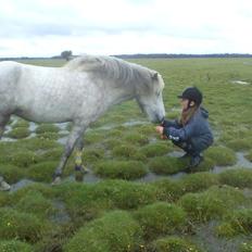 Islænder Vina Fra Harrested *Æseldyret* Genoptræner