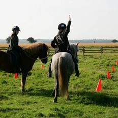 Islænder Vina Fra Harrested *Æseldyret* Genoptræner