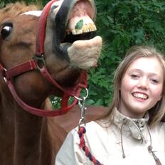 Welsh Partbred (Sec F) Wissinggaards stitch