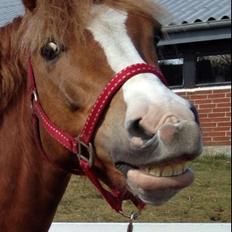 Welsh Partbred (Sec F) Wissinggaards stitch