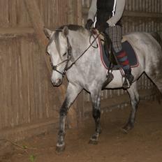 Anden særlig race India