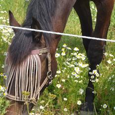 Dansk Varmblod Maluka