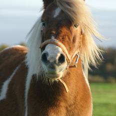 Shetlænder Ingeborg