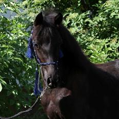 Arabisk fuldblod (OX) Ga Shaman