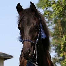 Arabisk fuldblod (OX) Ga Shaman