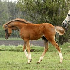 Arabisk fuldblod (OX) Polar B