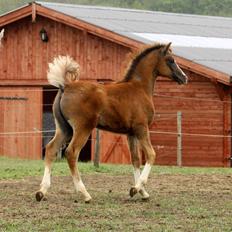 Arabisk fuldblod (OX) Polar B