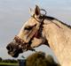 Arabisk fuldblod (OX) CA Zazsi - SOLGT -