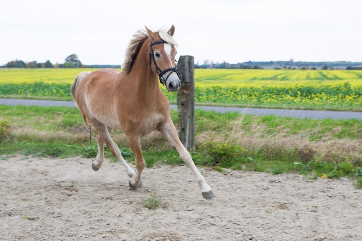 Anden særlig race Afterglow-(Dreams Come True) billede 17