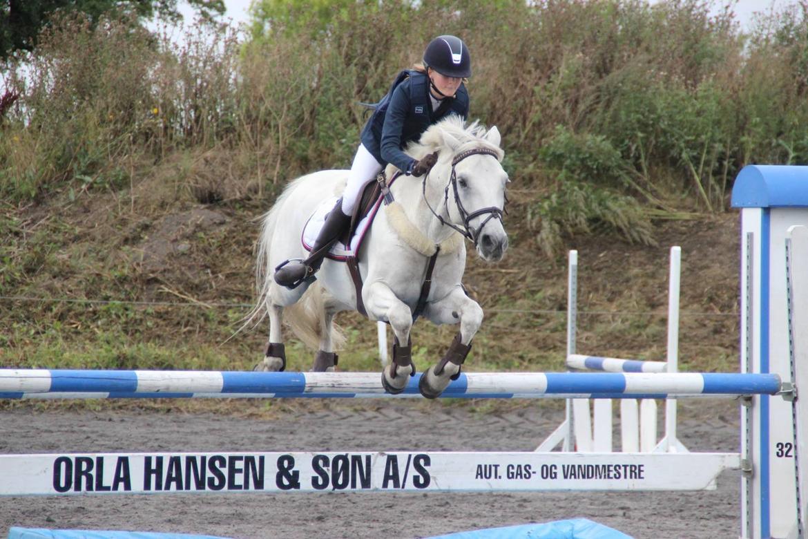 Irsk Sportspony Lancelot billede 3