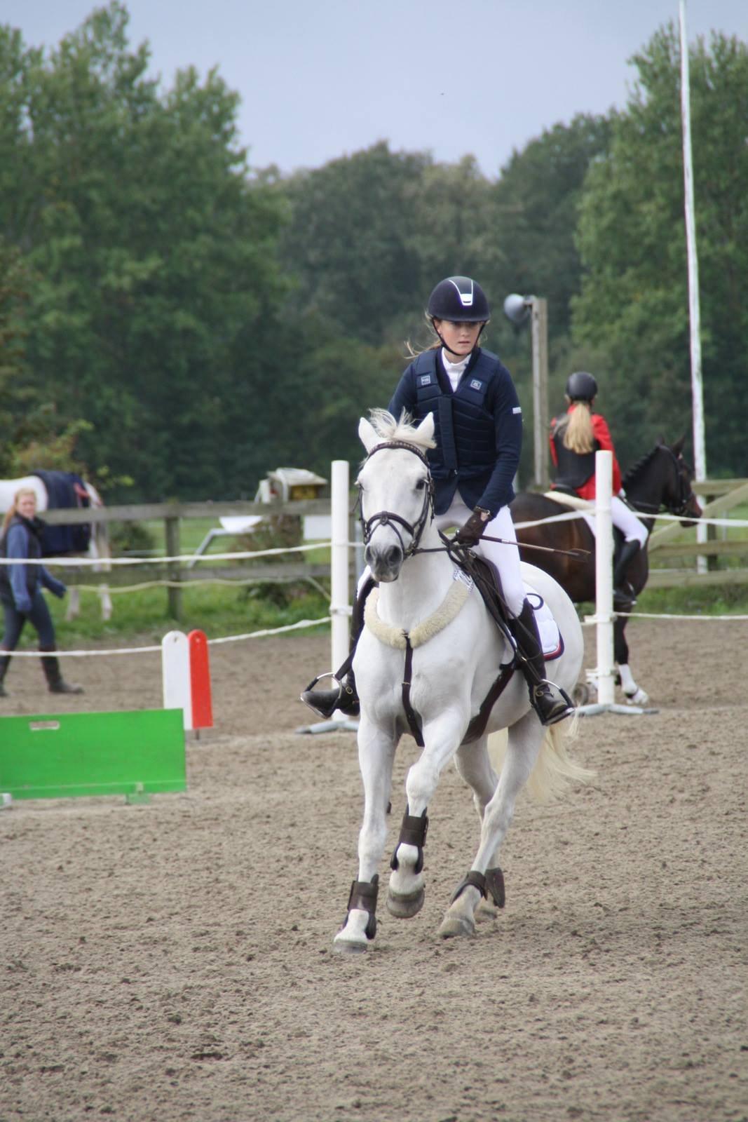 Irsk Sportspony Lancelot billede 7