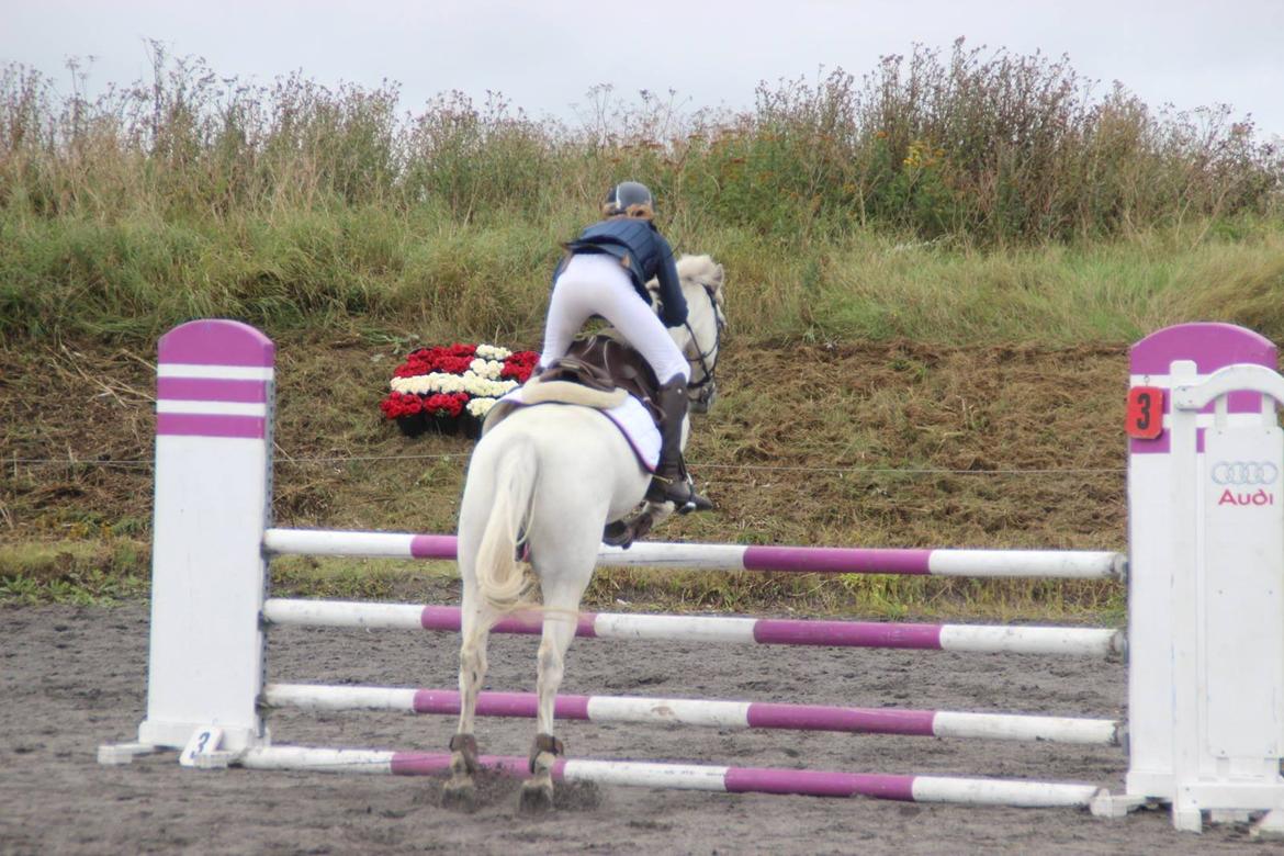 Irsk Sportspony Lancelot billede 14