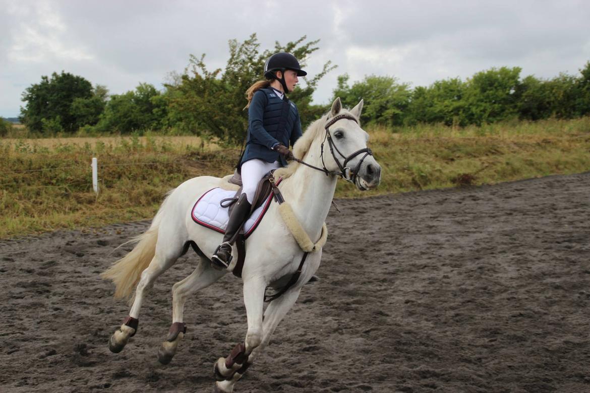 Irsk Sportspony Lancelot billede 1