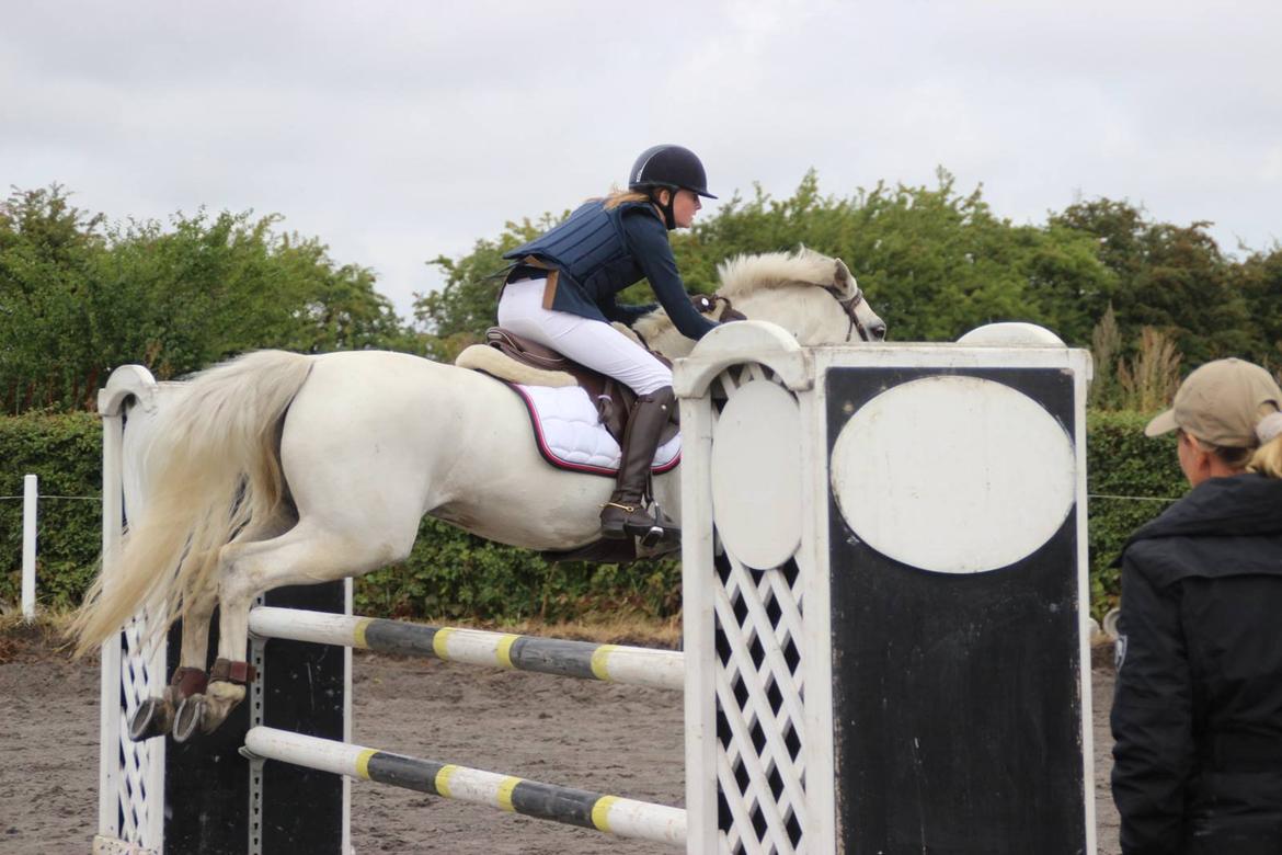 Irsk Sportspony Lancelot billede 8