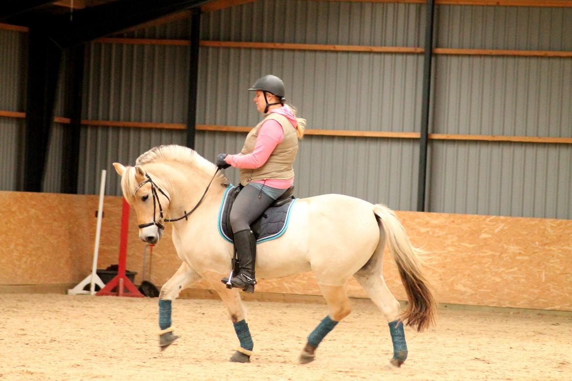 Fjordhest JULIUS - Stald Raypawers - Oktober 2013. billede 16