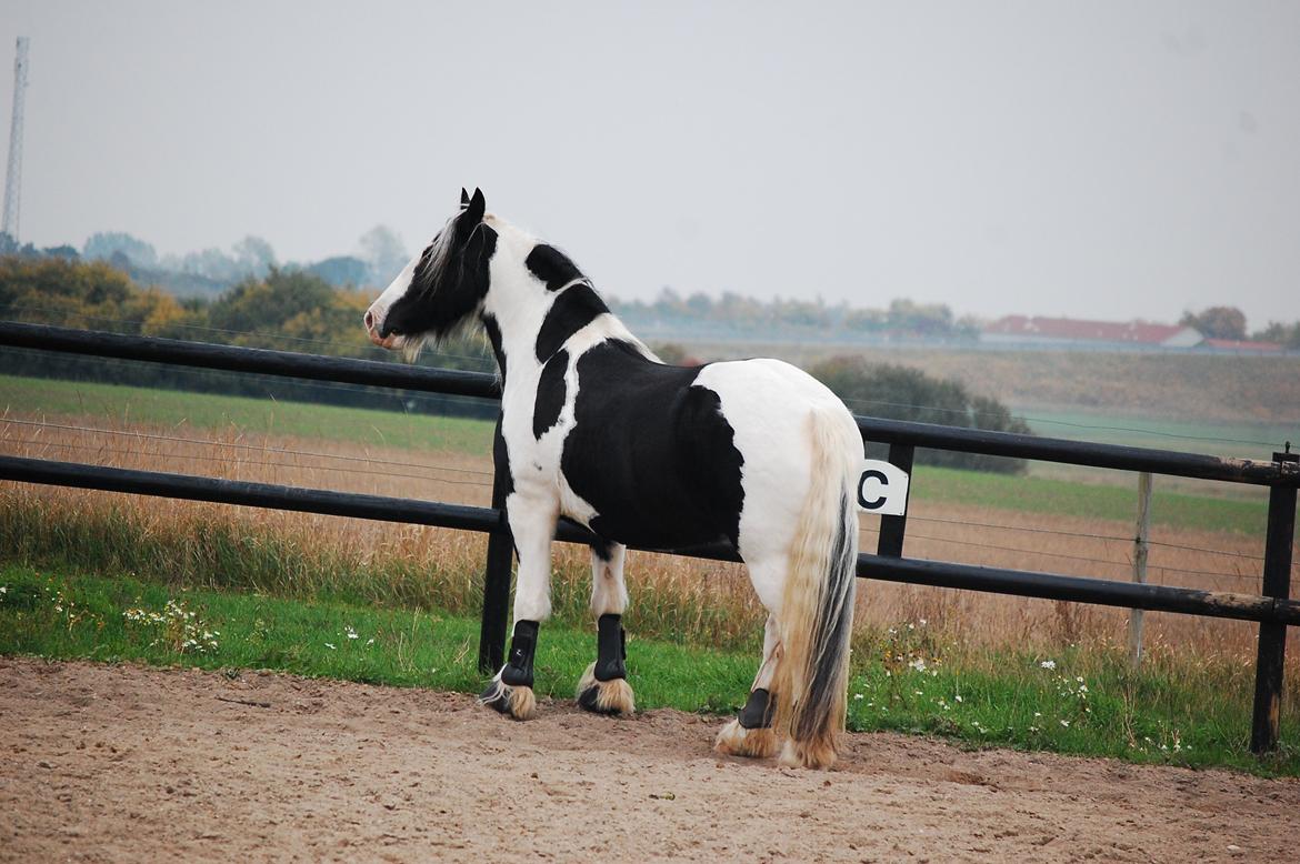 Irish Cob Basse billede 8