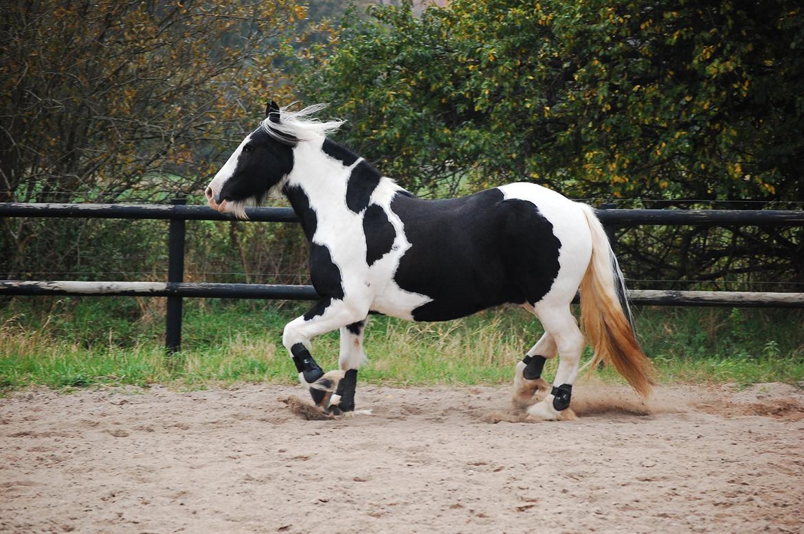 Irish Cob Basse billede 11