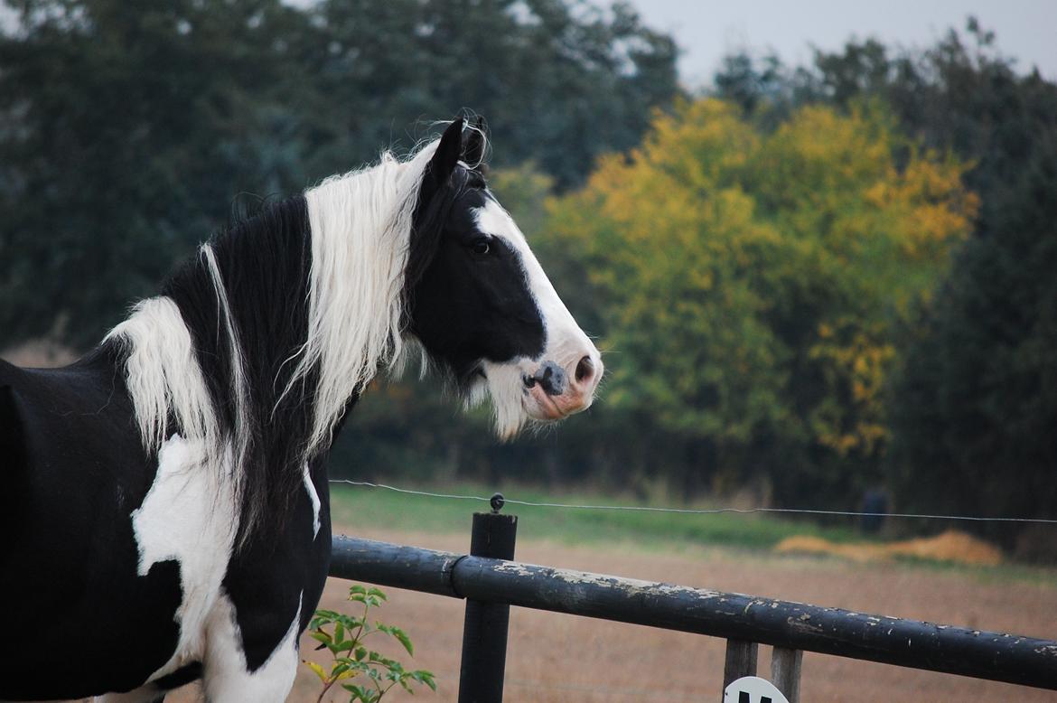 Irish Cob Basse billede 12