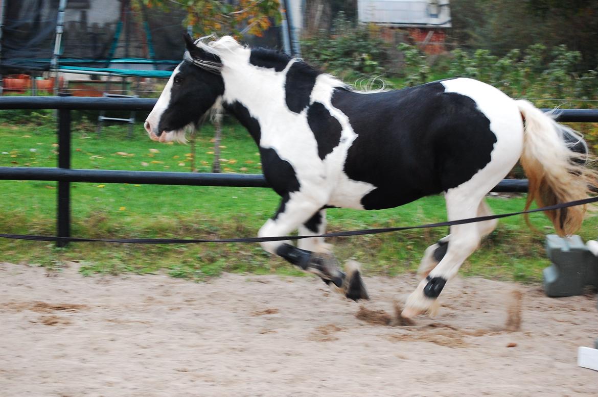 Irish Cob Basse billede 15