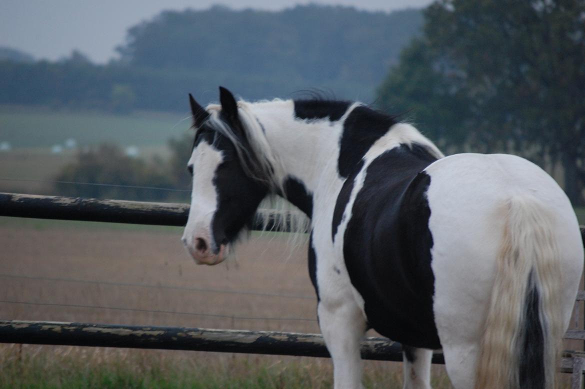 Irish Cob Basse billede 19
